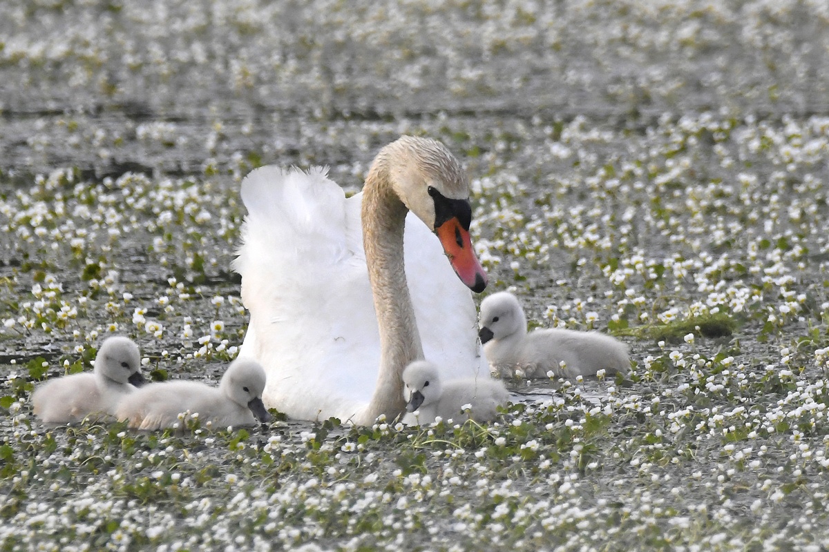 Cygnes Tuberculés